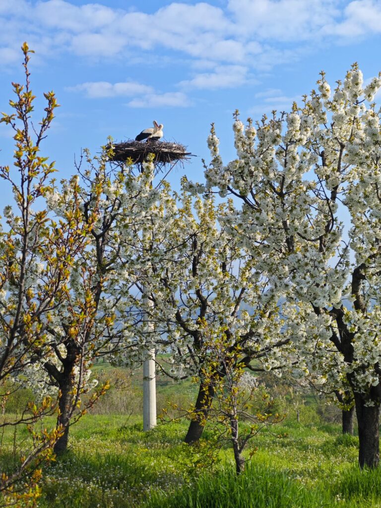 U Ritopeku cveta trešnja! (1)