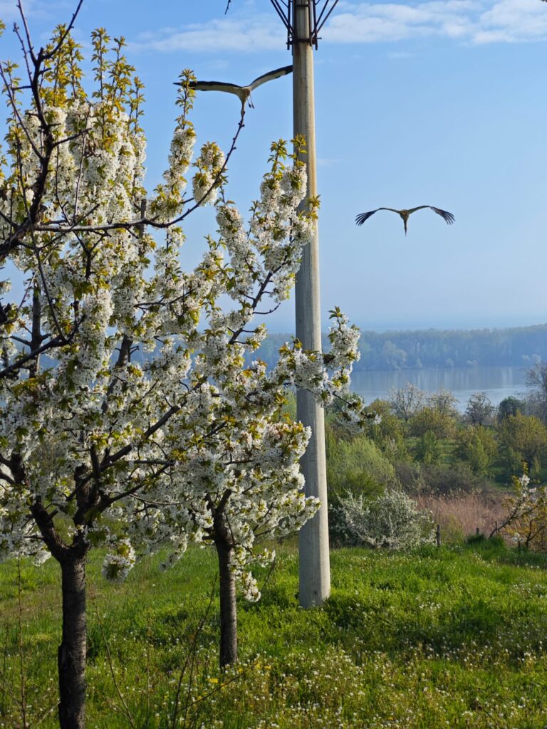 U Ritopeku cveta trešnja! (2)