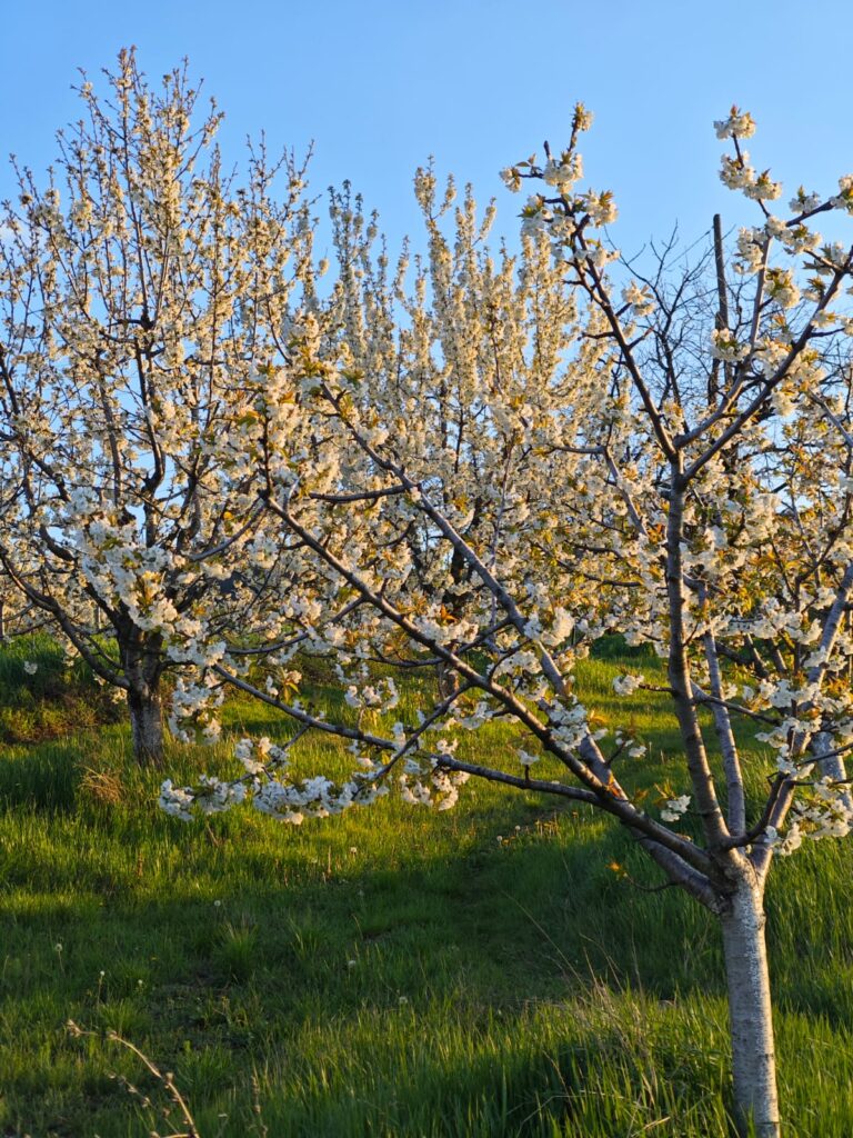 U Ritopeku cveta trešnja! (2)