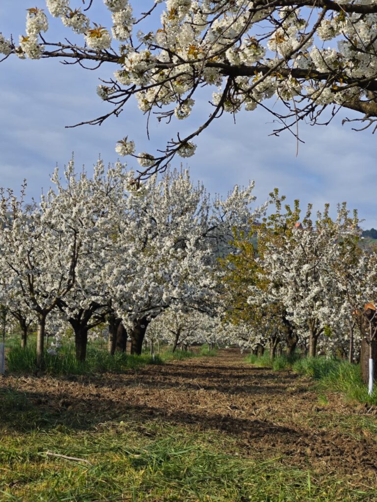 U Ritopeku cveta trešnja! (3)