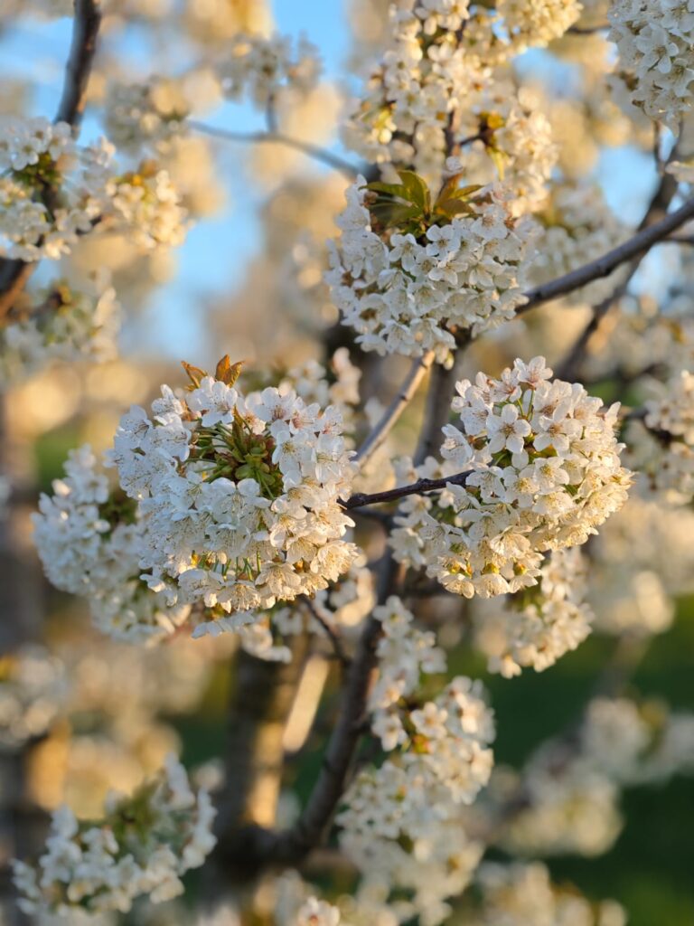 U Ritopeku cveta trešnja! (3)