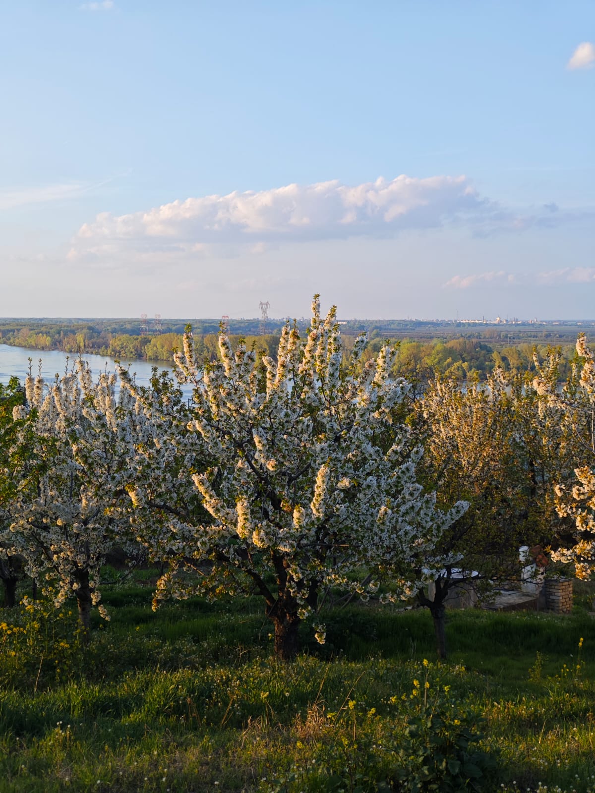 В Ритопеке цветет черешня (4)