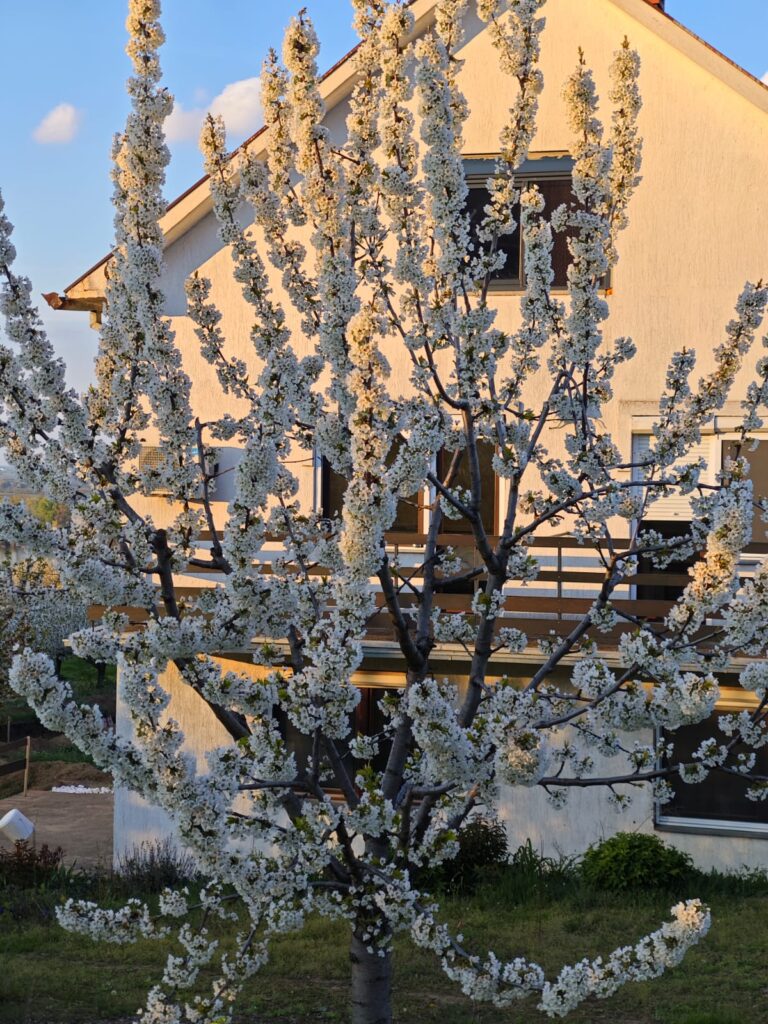 U Ritopeku cveta trešnja! (5)