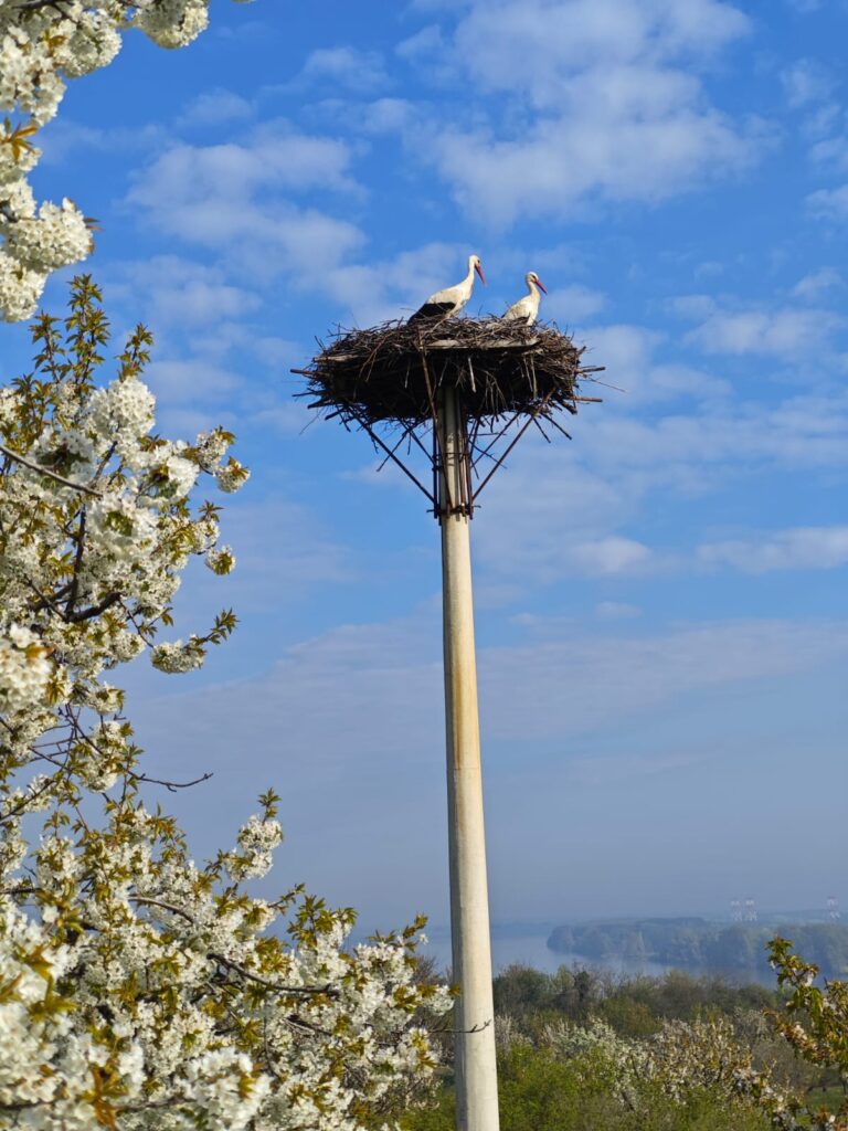 U Ritopeku cveta trešnja!