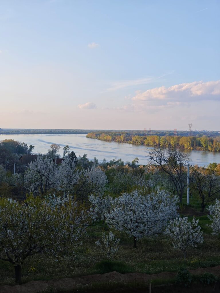 U Ritopeku cveta trešnja!