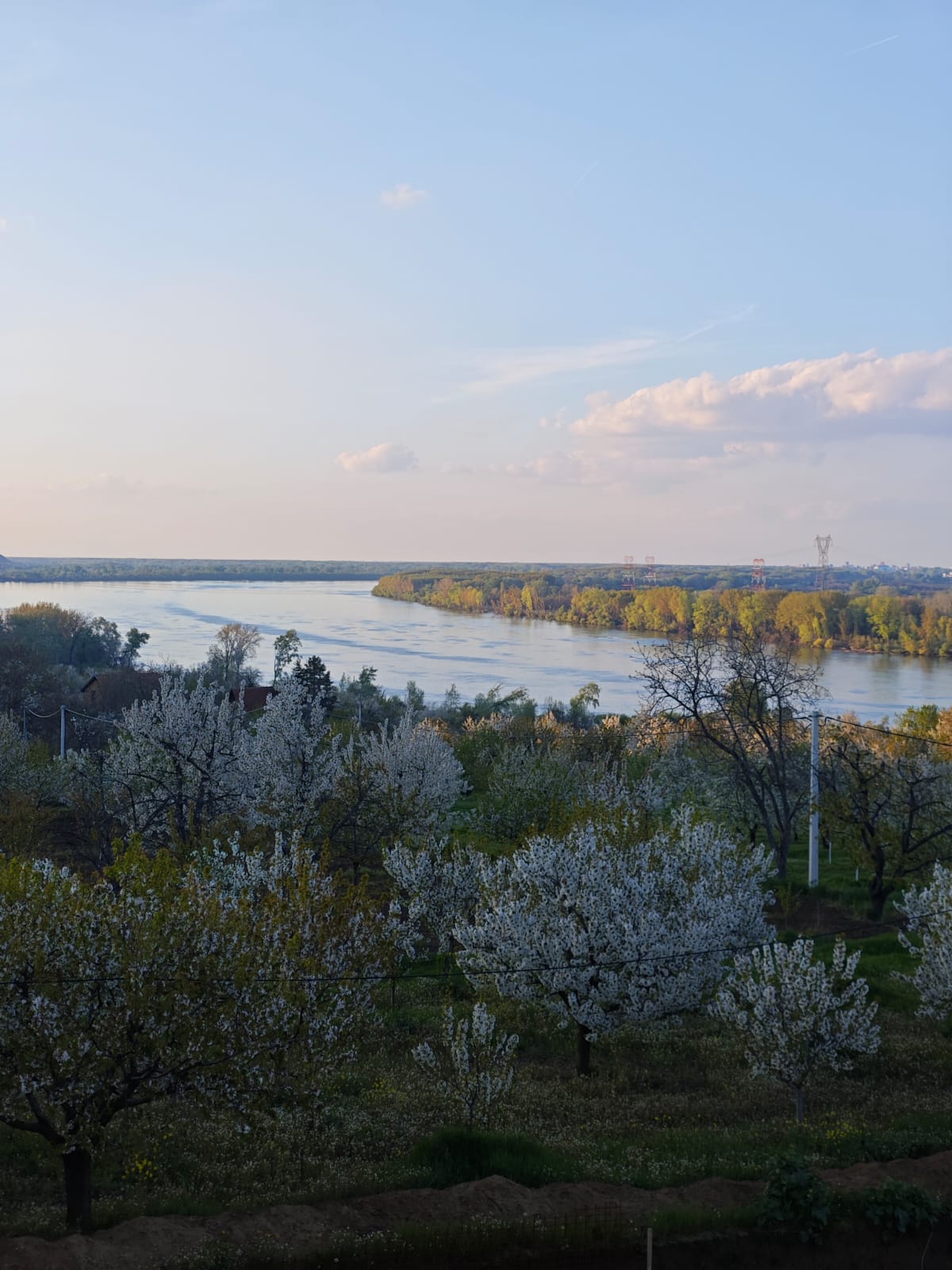 В Ритопеке цветет черешня