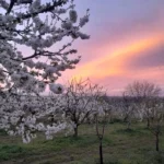 Cherries in Ritophek, Serbia