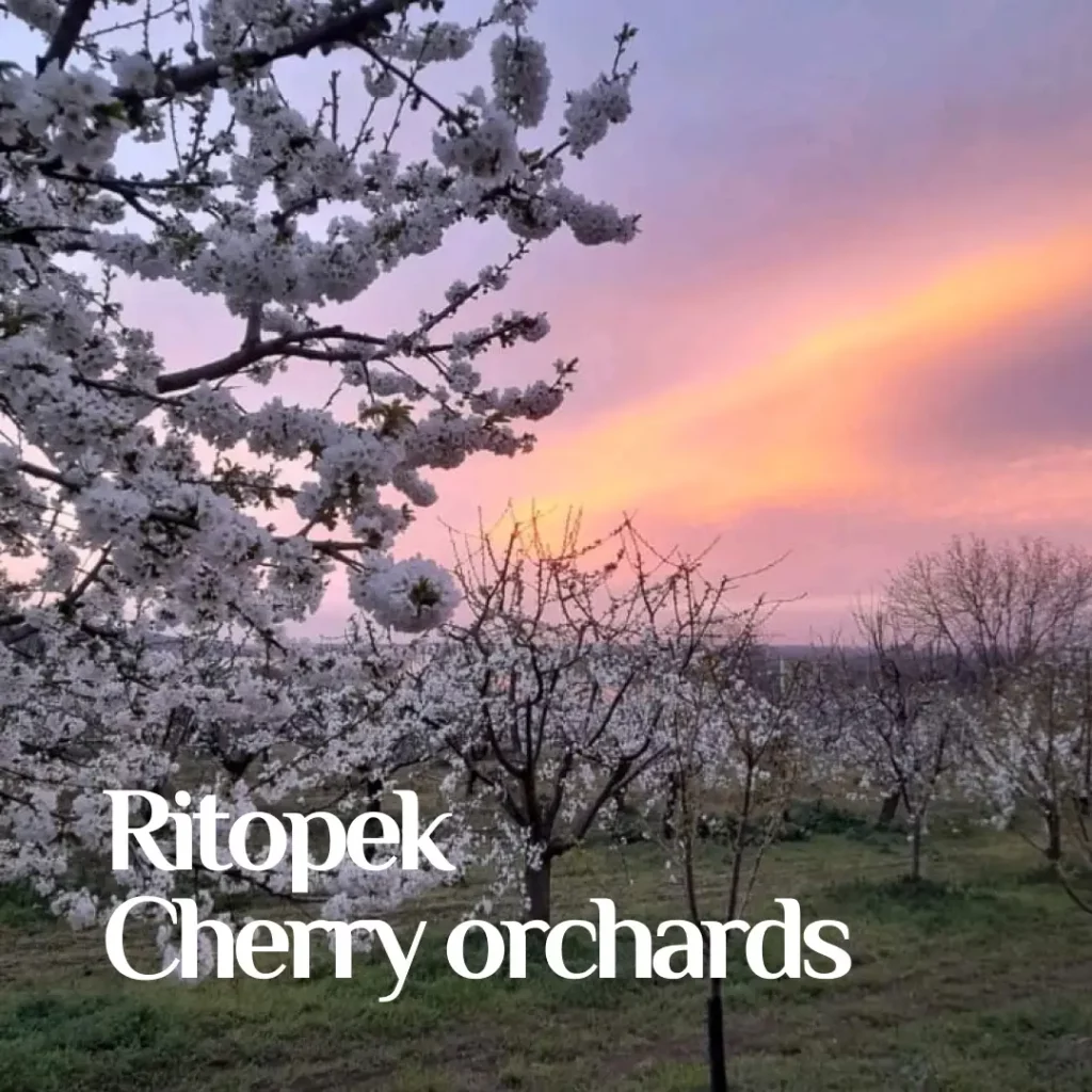 Ritopеk cherry orchards, Belgrade, Serbia.