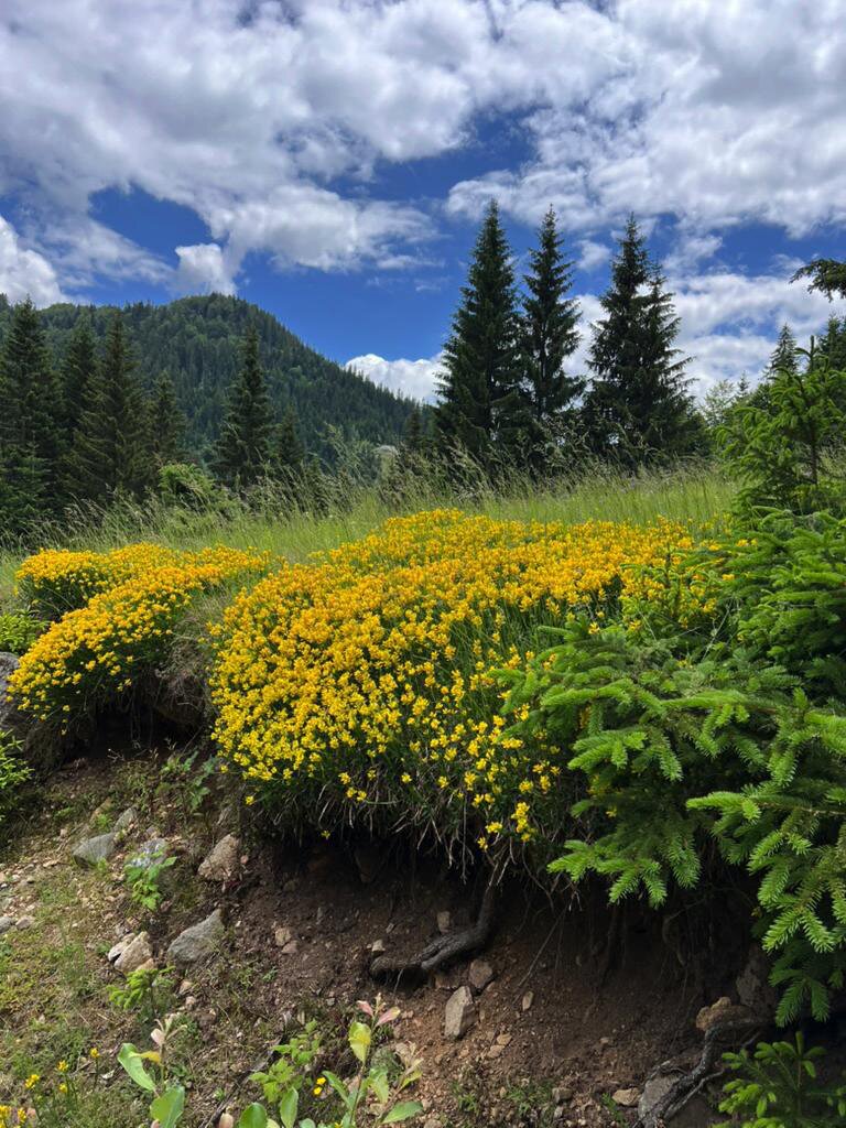 Summer wildflowers in the Kolašin mountains